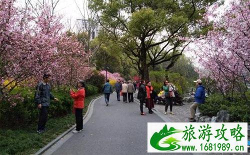 2022鲁迅公园樱花展时间+地点 2022鲁迅公园樱花展时间+地点