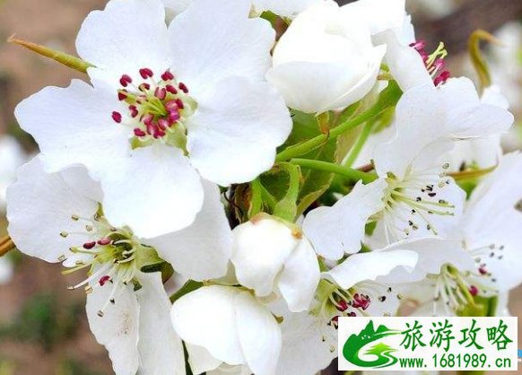2022大理春季赏梨花胜地有哪些+花期+交通攻略 2022大理春季赏梨花胜地有哪些+花期+交通攻略