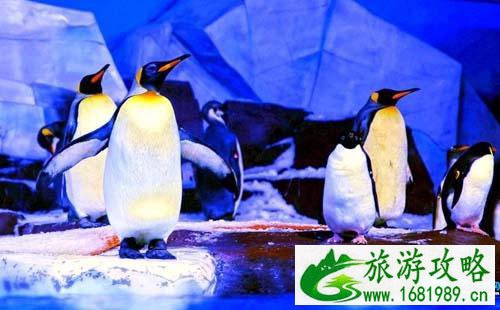 2022武汉极地海洋世界门票价格+优惠政策+注意事项 2022武汉极地海洋世界门票价格+优惠政策+注意事项