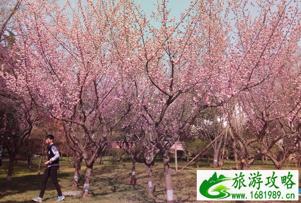春晓园在哪里 春晓园游玩攻略 春晓园在哪里 春晓园游玩攻略