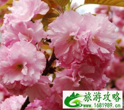 2022成都青白江樱花节举办时间+地址+交通攻略