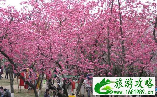 2022成都青白江樱花节举办时间+地址+交通攻略