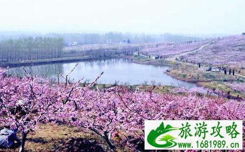 南京六合竹镇桃花岛赏花攻略(地址+花期+交通指南联系方式) 南京六合竹镇桃花岛赏花攻略(地址+花期+交通指南联系方式)