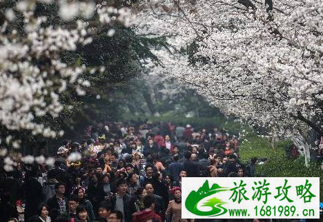2022武大赏樱预约注意事项有哪些+参观及入场须知 2022武大赏樱预约注意事项有哪些+参观及入场须知