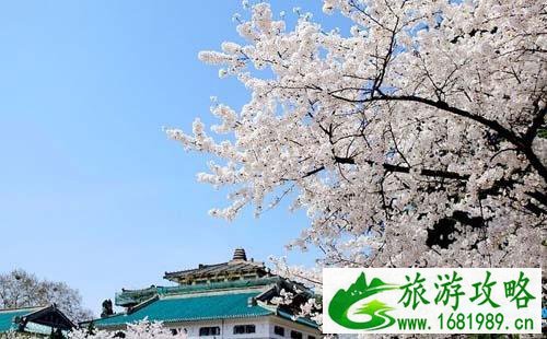 2022武大樱花预约指南(官网+预约种类+注意事项) 2022武大樱花预约指南(官网+预约种类+注意事项)