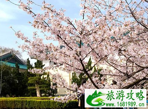 2022武大樱花预约指南(官网+预约种类+注意事项) 2022武大樱花预约指南(官网+预约种类+注意事项)