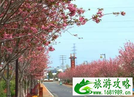 2022南京春季赏樱攻略(开放时间+地址+交通) 2022南京春季赏樱攻略(开放时间+地址+交通)