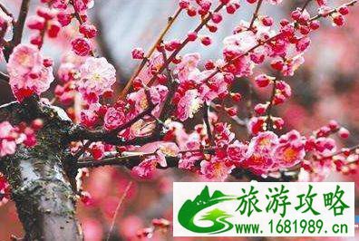 2022武汉东湖梅花节举办时间+活动内容+交通攻略 2022武汉东湖梅花节举办时间+活动内容+交通攻略