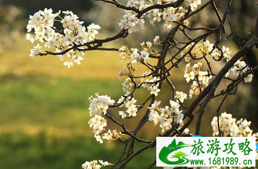 2022青岛四月梨花(盛花时间+位置+交通) 2022青岛四月梨花(盛花时间+位置+交通)