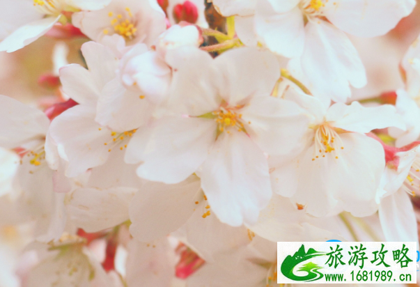 2022武汉赏樱圣地有哪些(地址+门票+交通) 2022武汉赏樱圣地有哪些(地址+门票+交通)