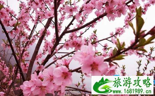 2022酉阳桃花源门票价格+优惠政策+注意事项 2022酉阳桃花源门票价格+优惠政策+注意事项