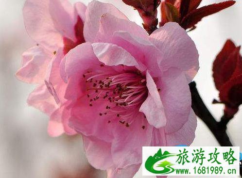 2022酉阳桃花源门票价格+优惠政策+注意事项 2022酉阳桃花源门票价格+优惠政策+注意事项