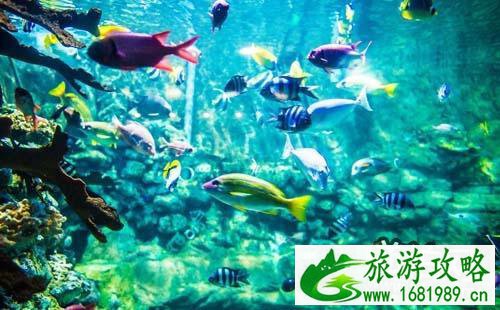 2022南京海底世界(门票+优惠政策+官网) 2022南京海底世界(门票+优惠政策+官网)