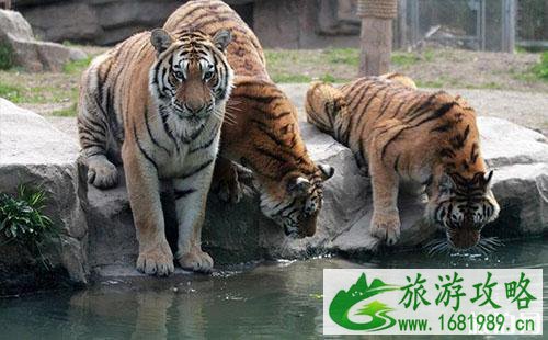 2022上海动物园门票价格+优惠信息 2022上海动物园门票价格+优惠信息