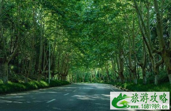 南京紫金山自驾线路推荐