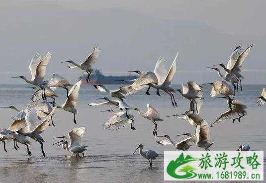秋冬最值得去的十大观鸟圣地 秋冬最值得去的十大观鸟圣地