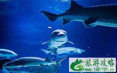 东湖海洋世界和武昌极地海洋世界哪个更值得去 东湖海洋世界和武昌极地海洋世界哪个更值得去