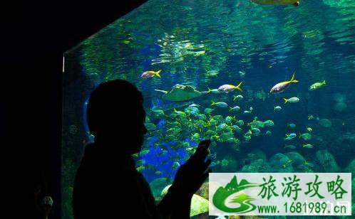 东湖海洋世界和武昌极地海洋世界哪个更值得去 东湖海洋世界和武昌极地海洋世界哪个更值得去