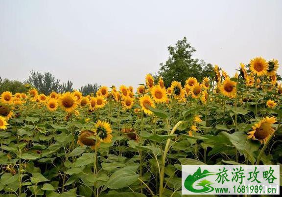 2022向日葵花开的地方都有哪些 2022向日葵花开的地方都有哪些