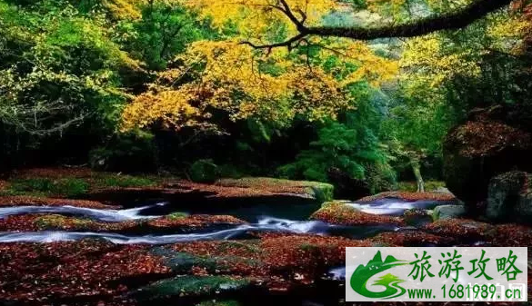 2022日本赏枫时间+地点推荐 日本去哪里赏枫 2022日本赏枫时间+地点推荐 日本去哪里赏枫
