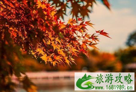 11月去大阪枫叶红了吗 大阪最佳赏枫时间 11月去大阪枫叶红了吗 大阪最佳赏枫时间