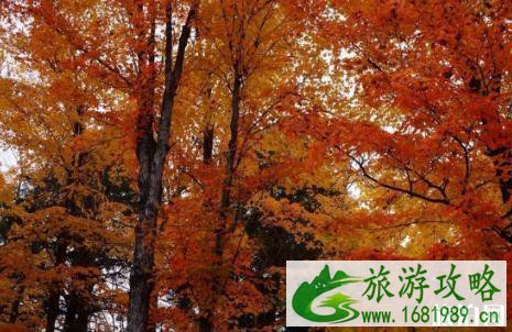 11月去大阪枫叶红了吗 大阪最佳赏枫时间 11月去大阪枫叶红了吗 大阪最佳赏枫时间
