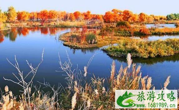 新疆的胡杨林哪里最好 新疆哪里有较大的胡杨林 新疆的胡杨林哪里最好 新疆哪里有较大的胡杨林