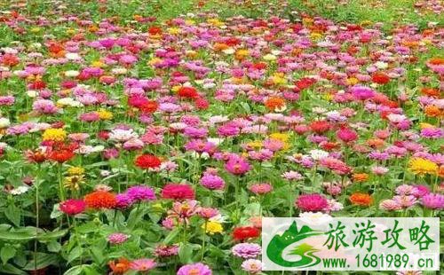 扬州赏花最佳时间推荐