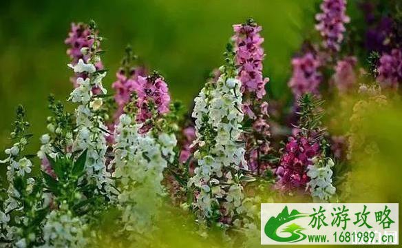 扬州赏花最佳时间推荐