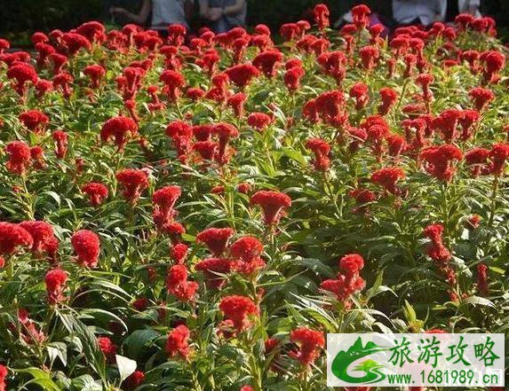 扬州赏花最佳时间推荐