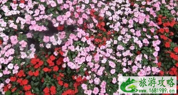 扬州赏花最佳时间推荐