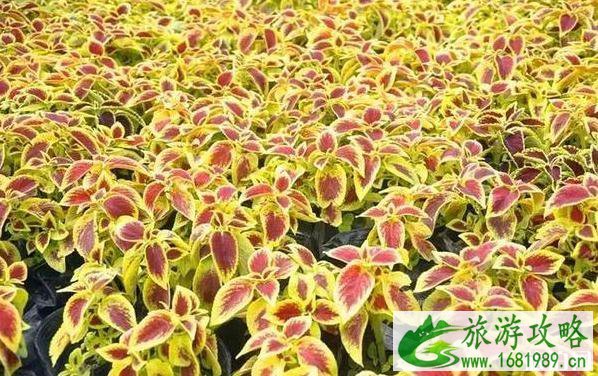 扬州赏花最佳时间推荐