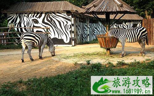 圣地亚哥动物园和野生动物园哪个更值得去 圣地亚哥动物园和野生动物园哪个更值得去