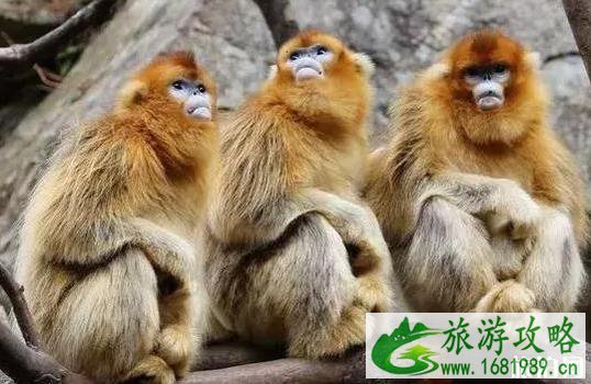 佛坪县属于哪个市 佛坪县旅游景点介绍