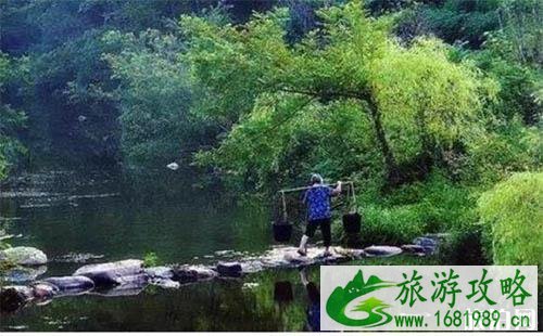 郭家河乡的十里枫杨林怎么样