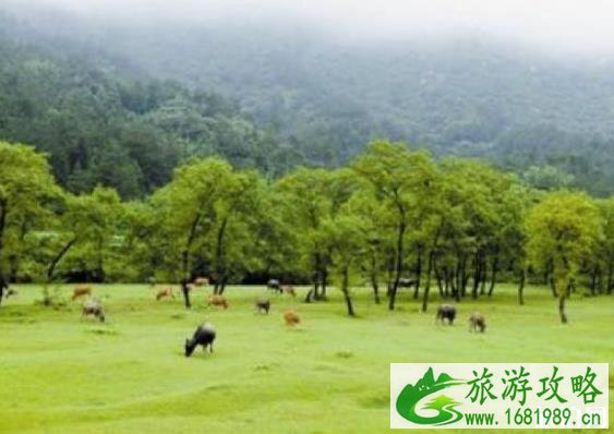 郭家河乡的十里枫杨林怎么样