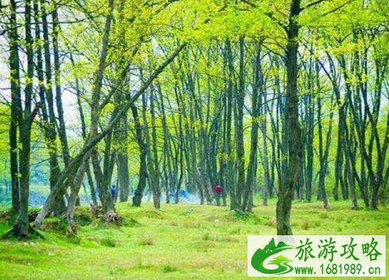 郭家河乡的十里枫杨林怎么样