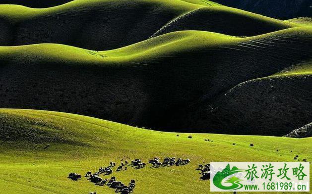 喀拉峻草原好玩吗 喀拉峻草原介绍 喀拉峻草原好玩吗 喀拉峻草原介绍