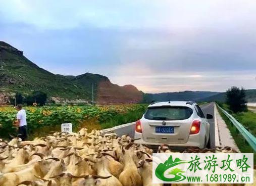 沿黄河观光路自驾线路安排 沿黄河观光路自驾线路安排