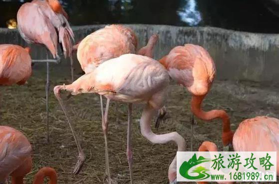 清迈亲子游攻略 美食+购物+行程安排 清迈亲子游攻略 美食+购物+行程安排