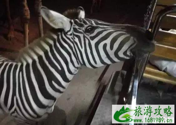 清迈亲子游攻略 美食+购物+行程安排 清迈亲子游攻略 美食+购物+行程安排