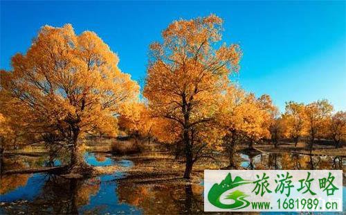 金塔胡杨林游览时间 金塔沙漠胡杨林景区门票多少钱 金塔胡杨林游览时间 金塔沙漠胡杨林景区门票多少钱