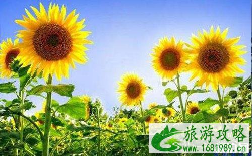 2022武汉蔡甸葵花节时间+游玩攻略