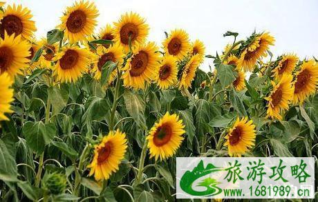 2022武汉蔡甸葵花节时间+游玩攻略