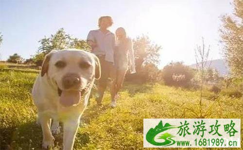 带狗旅行的地方 4天游玩行程安排 带狗旅行的地方 4天游玩行程安排