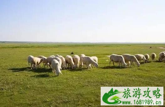 带狗旅行的地方 4天游玩行程安排 