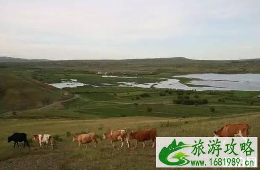 带狗旅行的地方 4天游玩行程安排 带狗旅行的地方 4天游玩行程安排