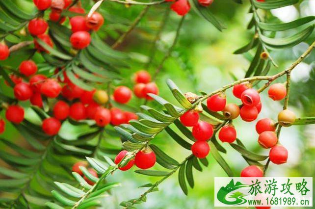 资溪旅游景点大全 资溪旅游景点大全
