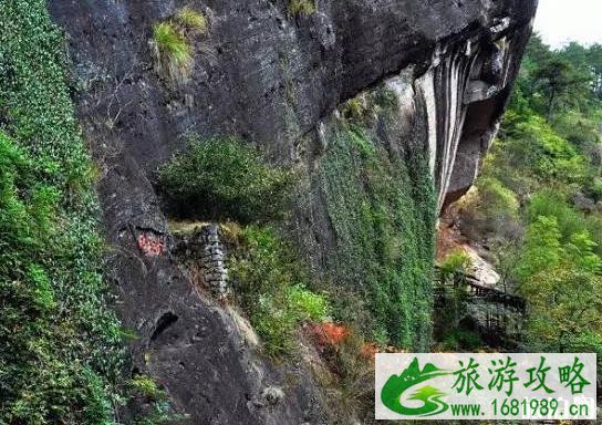 中国有什么奇怪的树 中国有什么奇怪的树