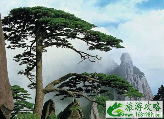 中国有什么奇怪的树 中国有什么奇怪的树